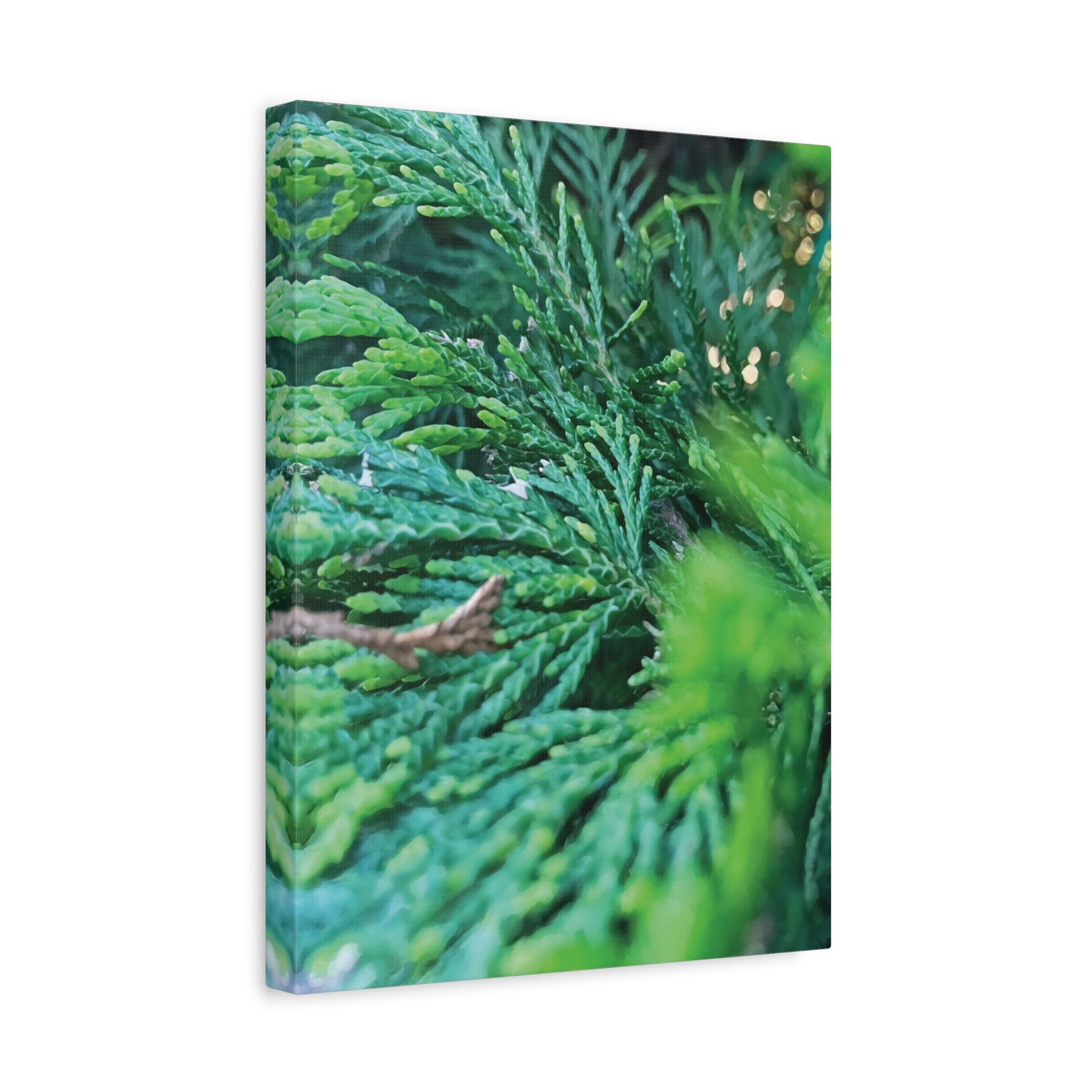 Stretched Matte Canvas - Thuja Plicata Branches