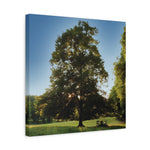 Stretched Matte Canvas - Tree in a lawn (Variant 1)