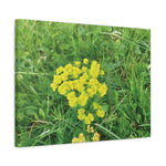 Stretched Matte Canvas - Flower of Euphorbia Cyparissias