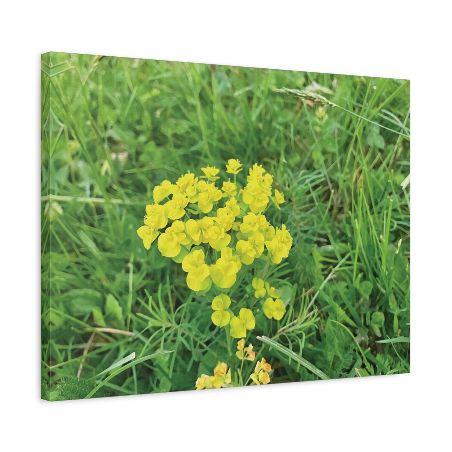 Stretched Matte Canvas - Flower of Euphorbia Cyparissias