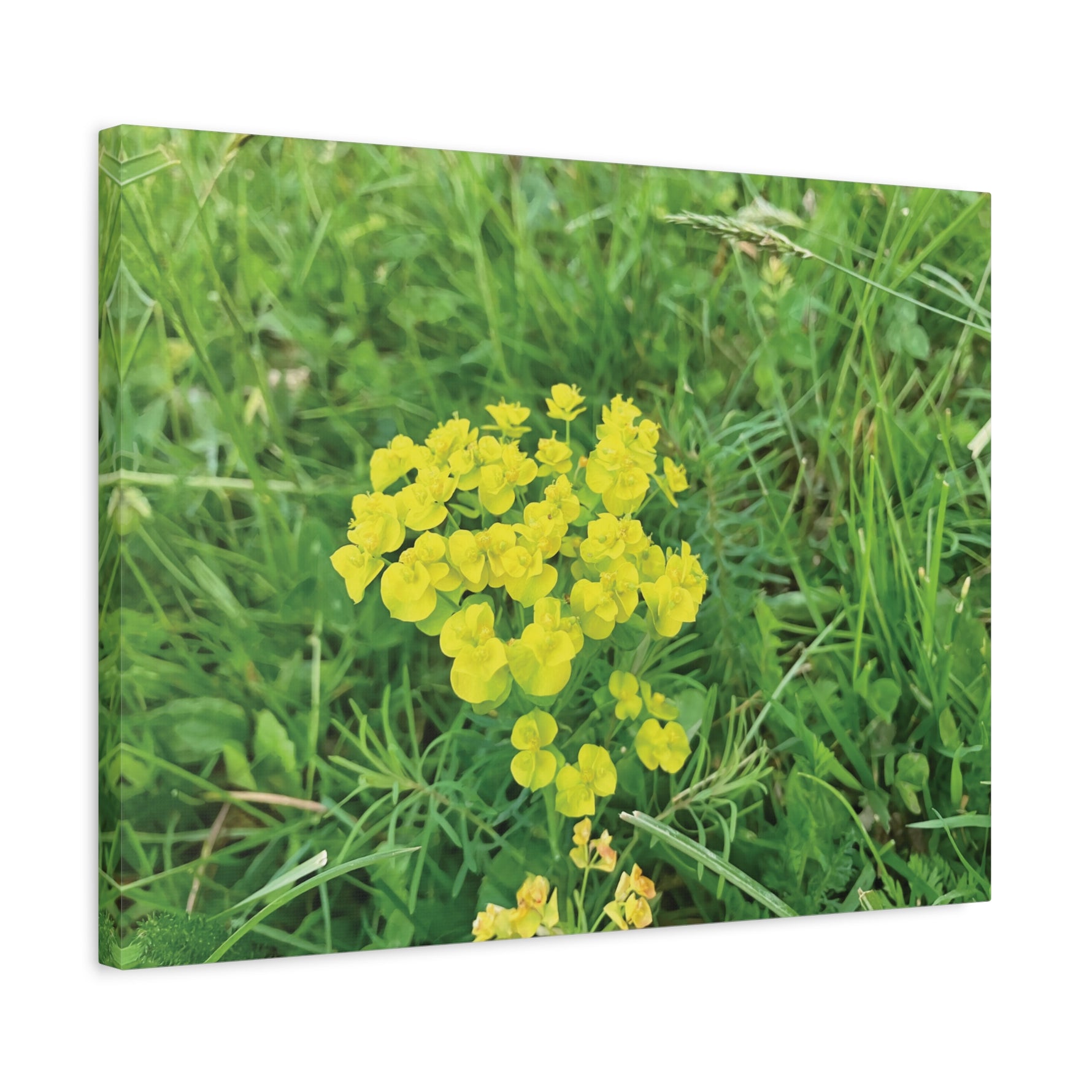 Stretched Matte Canvas - Flower of Euphorbia Cyparissias