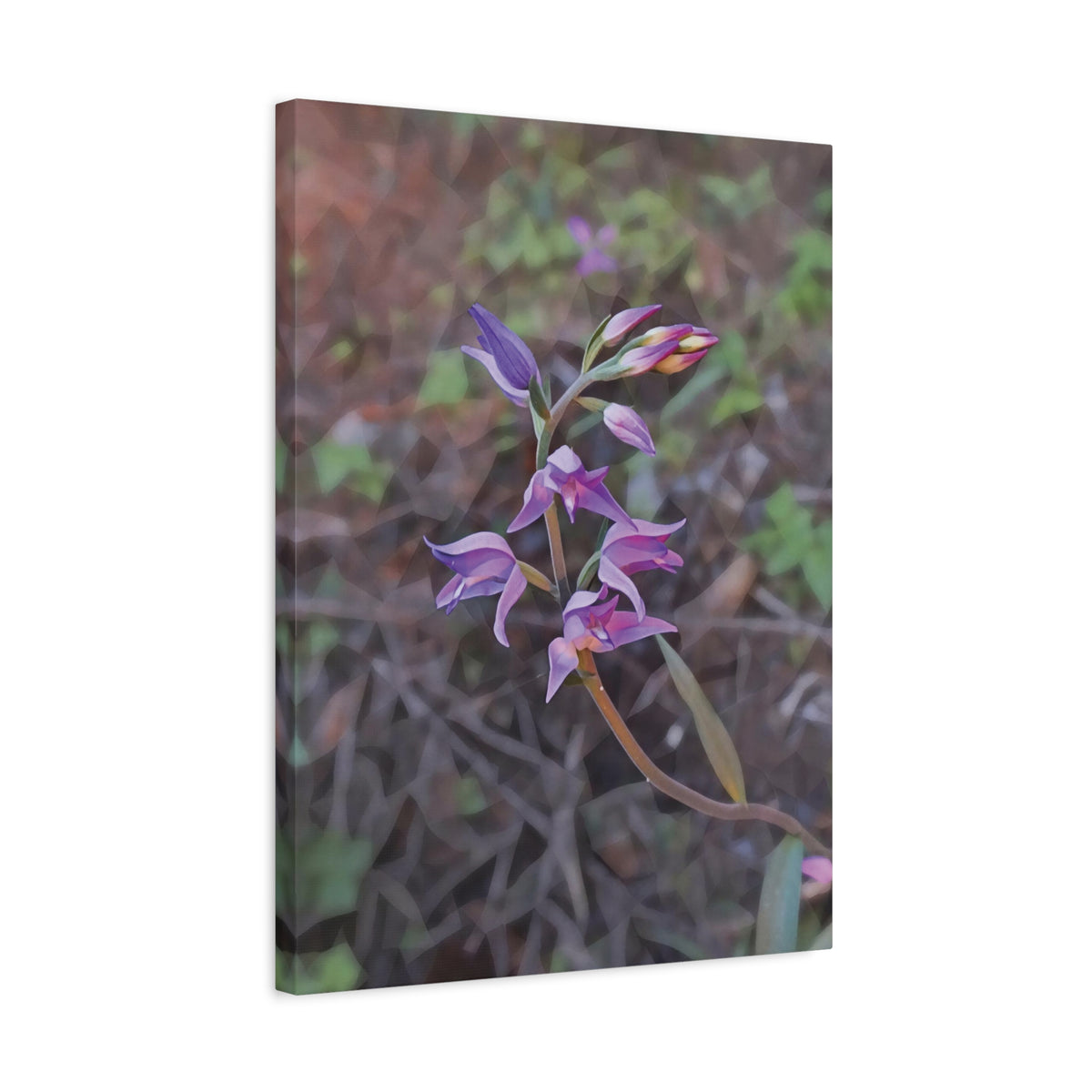 Stretched Matte Canvas - Poly Art - Flower of Cephalanthera Rubra