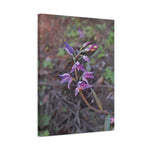 Stretched Matte Canvas - Poly Art - Flower of Cephalanthera Rubra