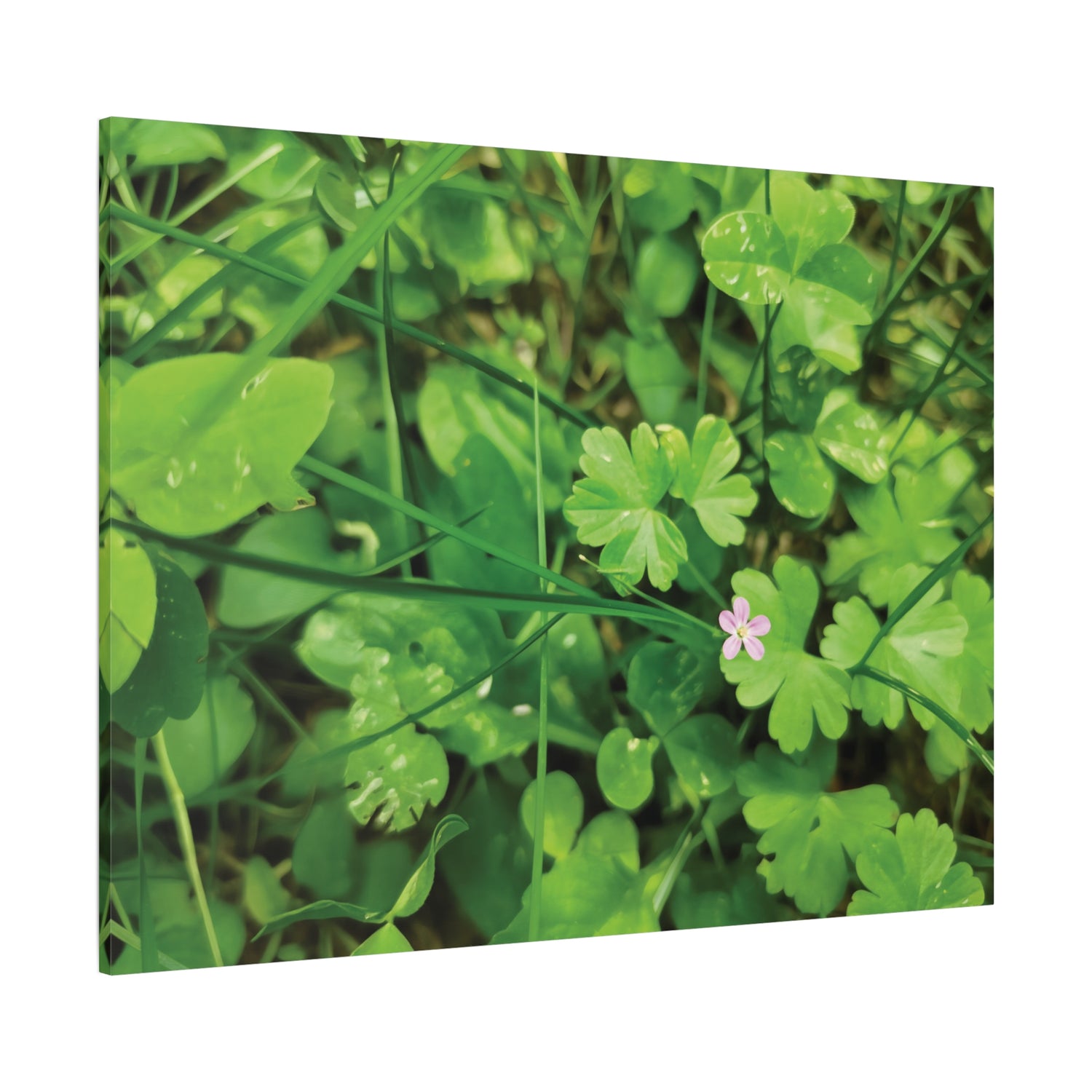 Stretched Matte Canvas - Flower of Geranium Lucidum