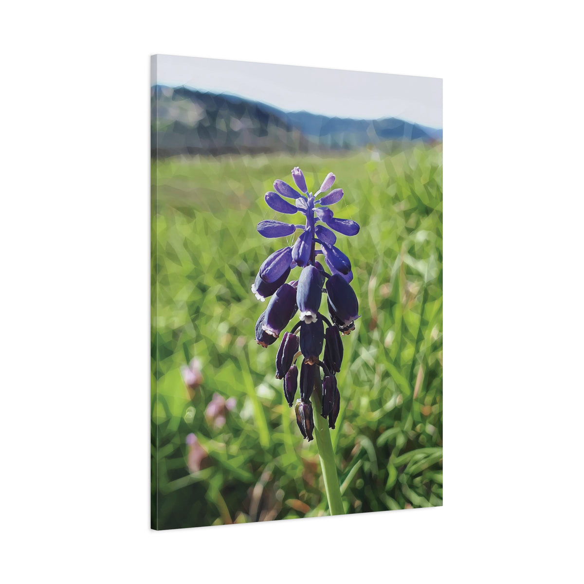 Stretched Matte Canvas - Poly Art - Flower of Muscari