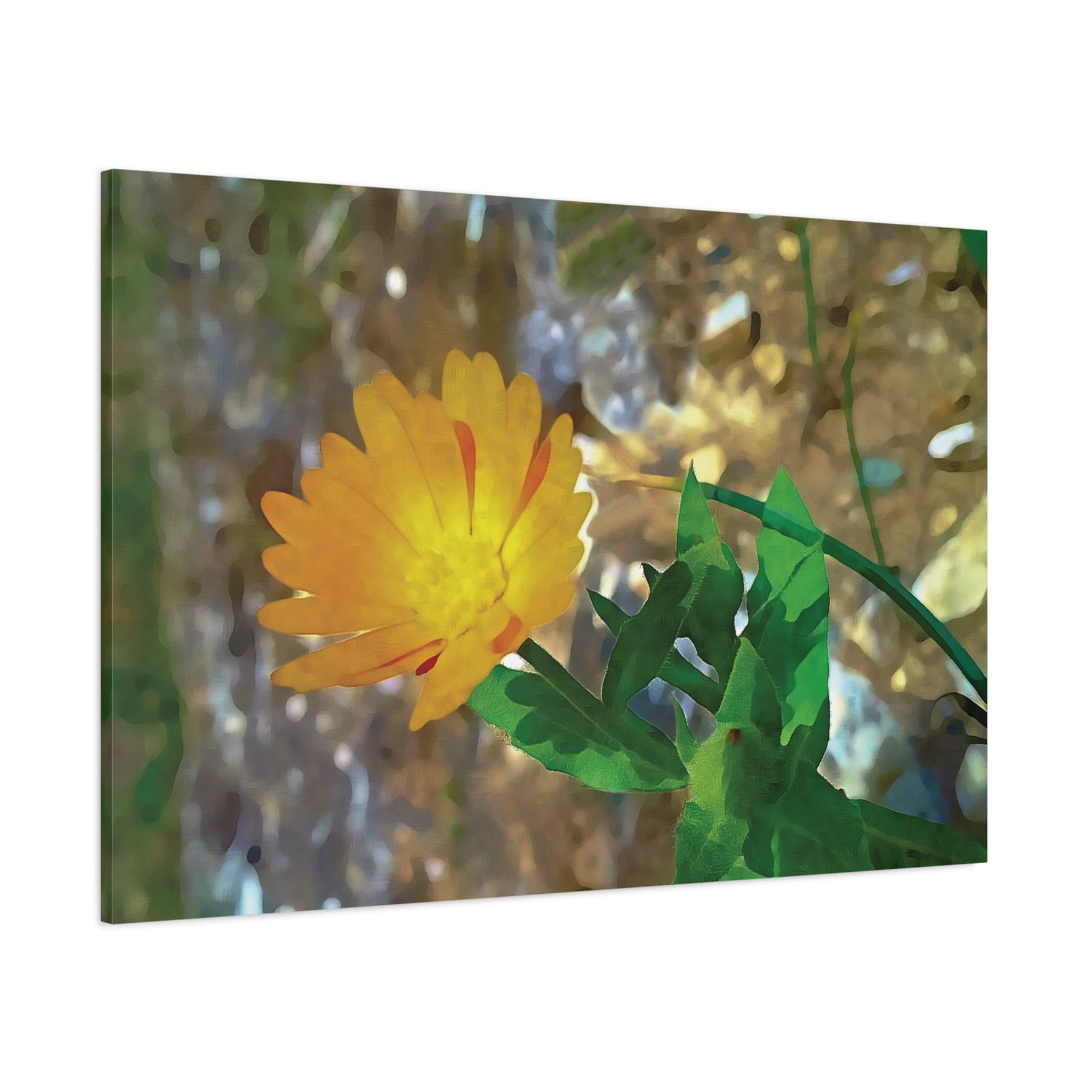 Stretched Matte Canvas - Flower of Calendula