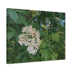 Stretched Matte Canvas - Flower of Elderberry (Sambucus)