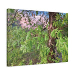 Stretched Matte Canvas - Tree of Holodiscus Dumosus