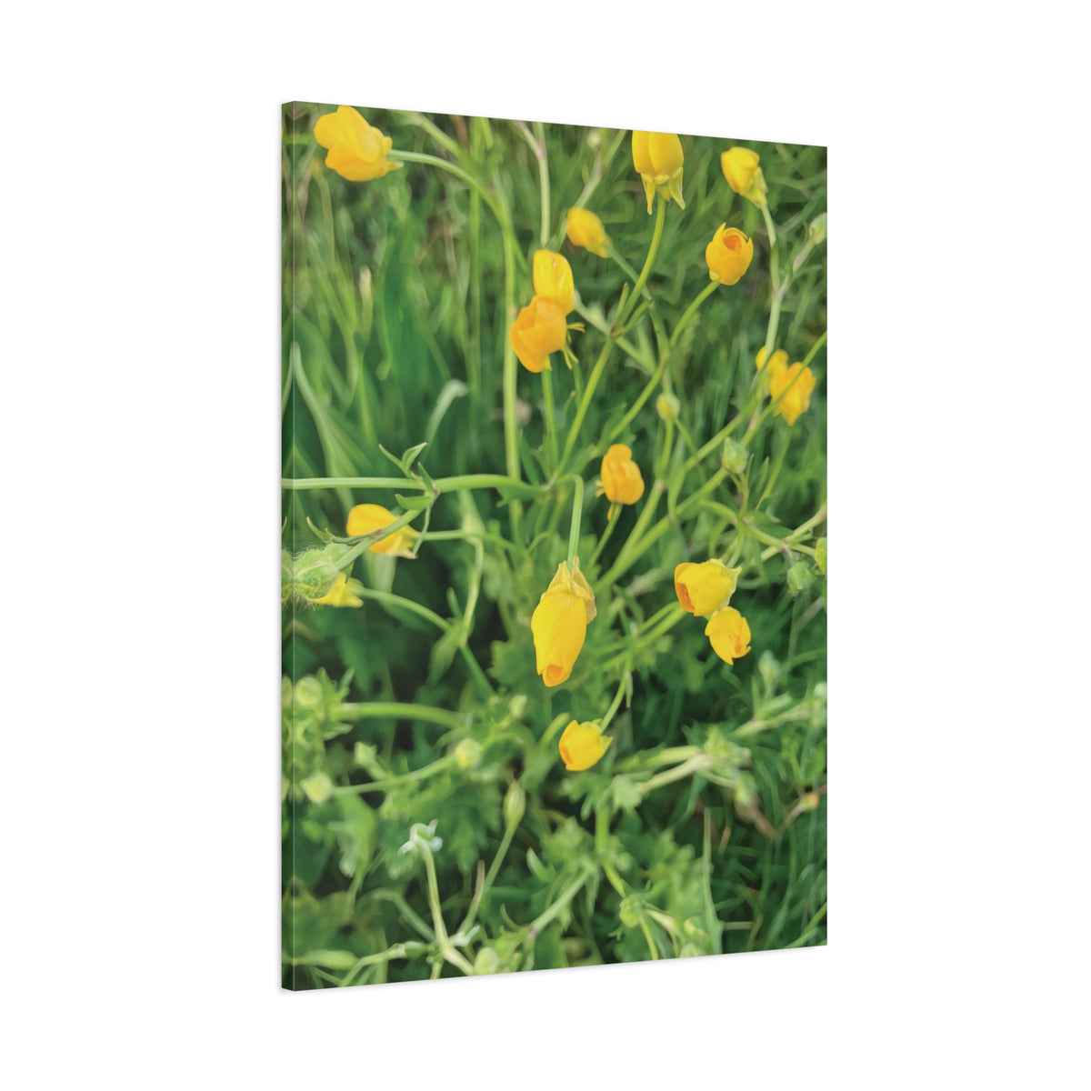 Stretched Matte Canvas - Flower of Ranunculus Acris
