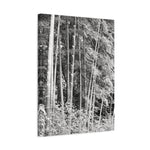 Stretched Matte Canvas - Bamboo (B&W variant)