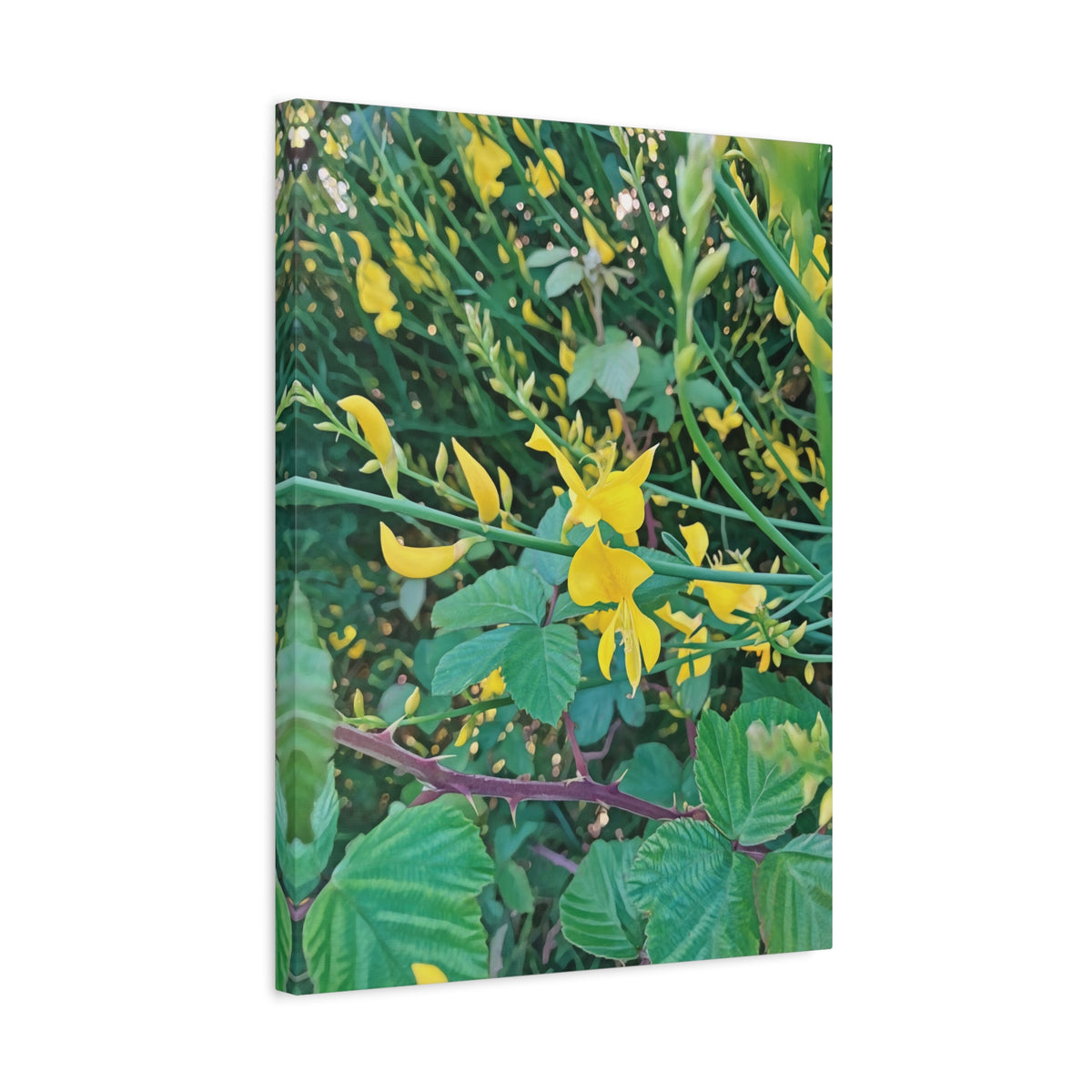 Stretched Matte Canvas - Flower of Spartium Junceum