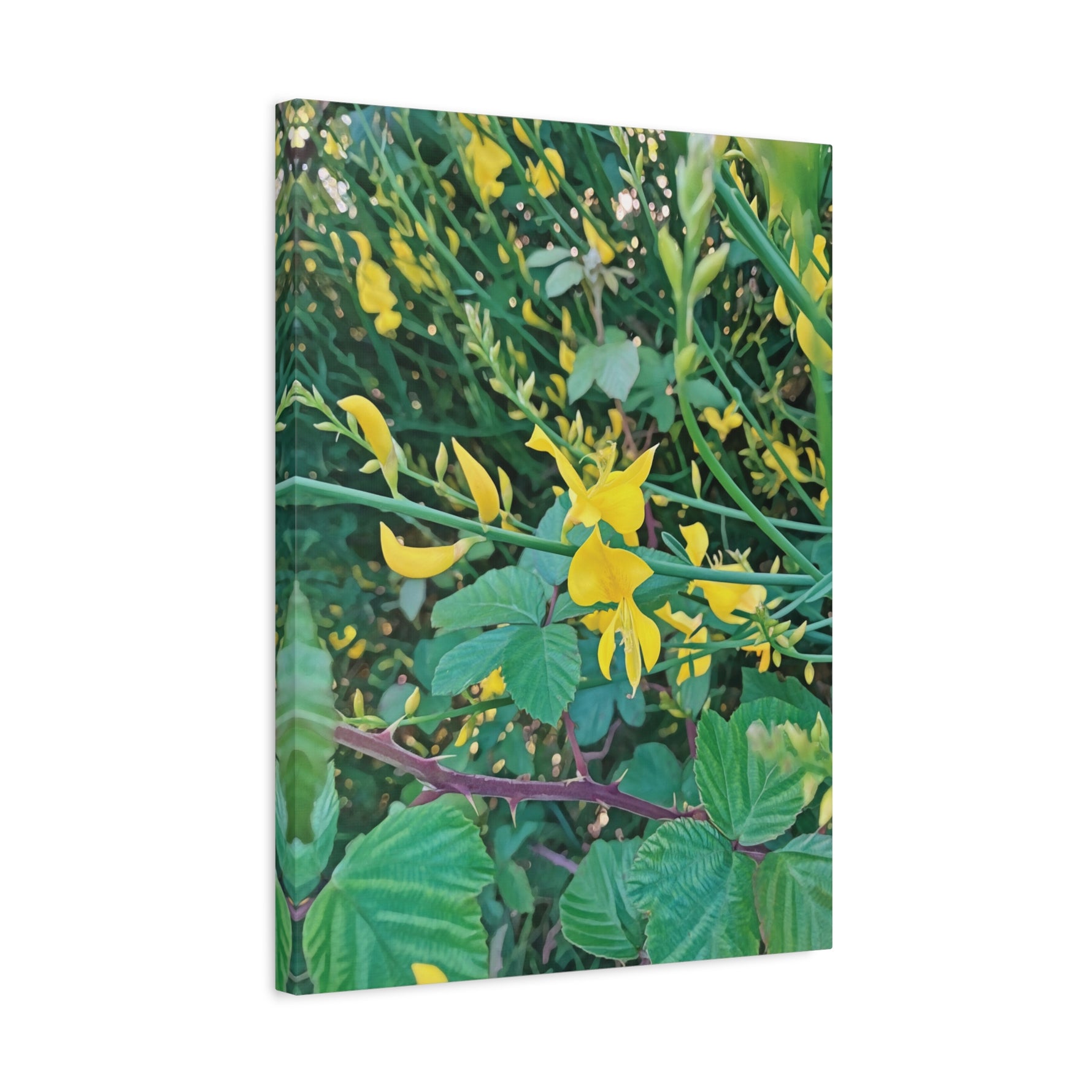 Stretched Matte Canvas - Flower of Spartium Junceum