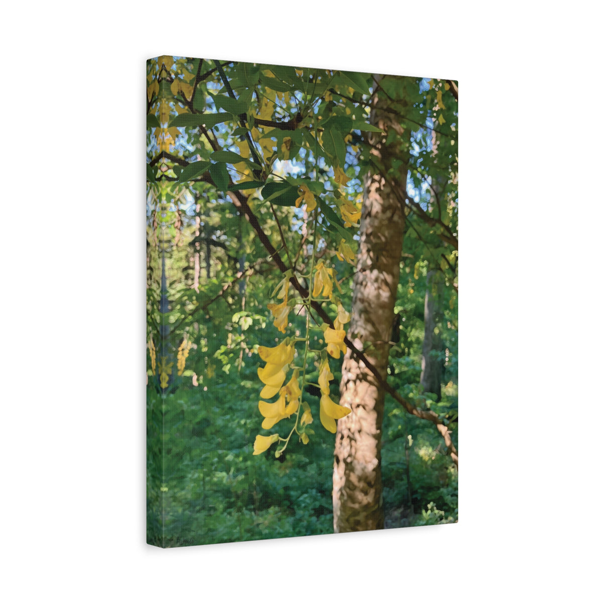 Stretched Matte Canvas - Tree of Laburnum Anagyroides