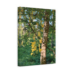 Stretched Matte Canvas - Tree of Laburnum Anagyroides
