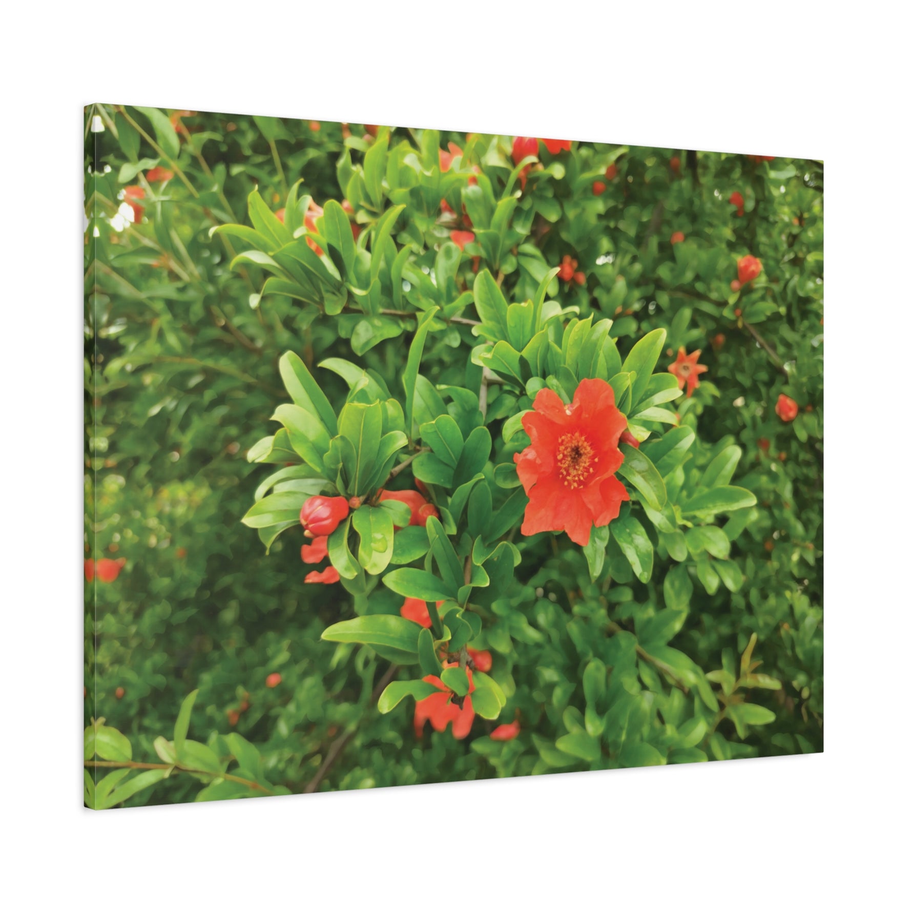 Stretched Matte Canvas - Flower of Melograno (Punica Granatum)