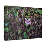 Stretched Matte Canvas - Flower of Viola Silvestre