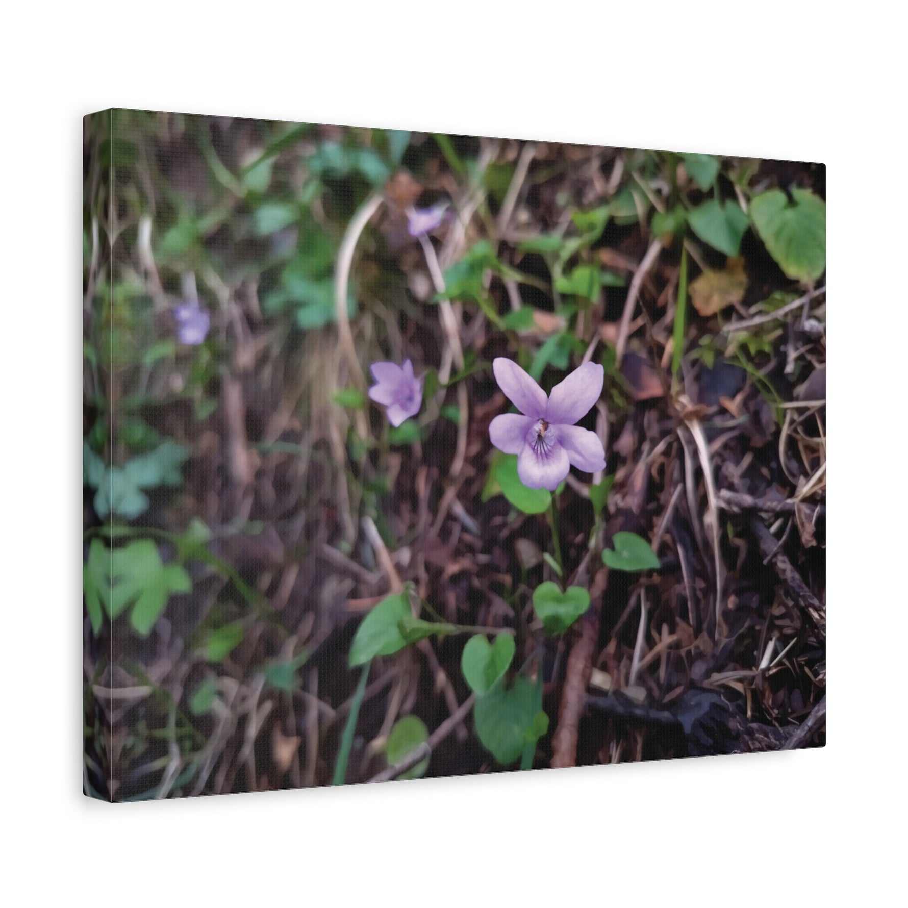 Stretched Matte Canvas - Flower of Viola Silvestre