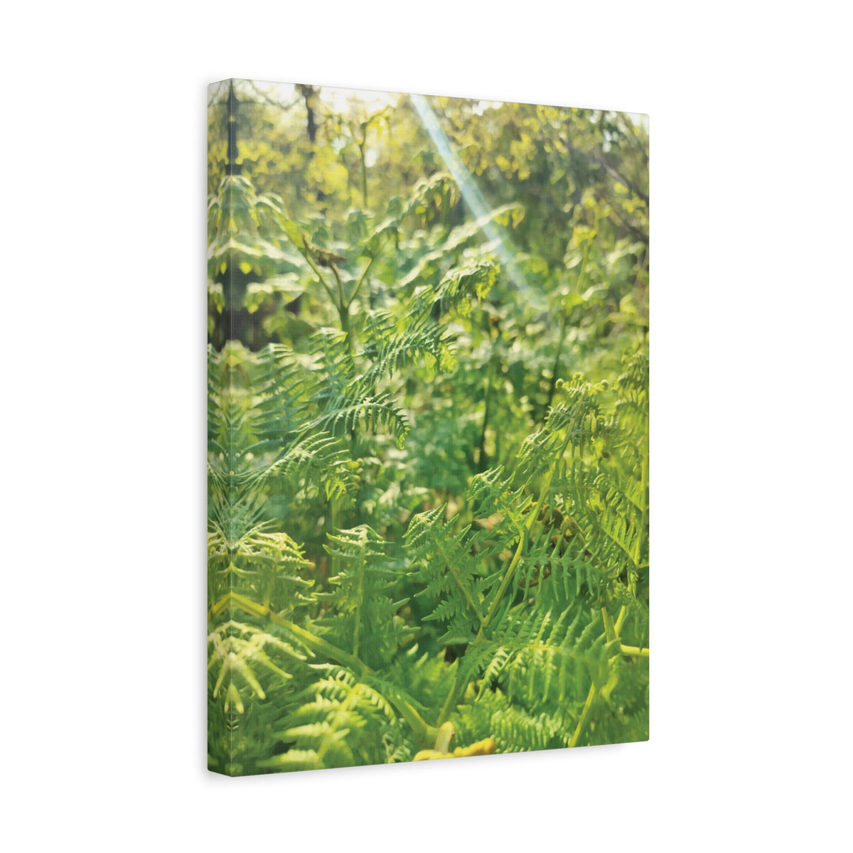 Stretched Matte Canvas - Felce Aquilina (Pteridium Aquilinum)