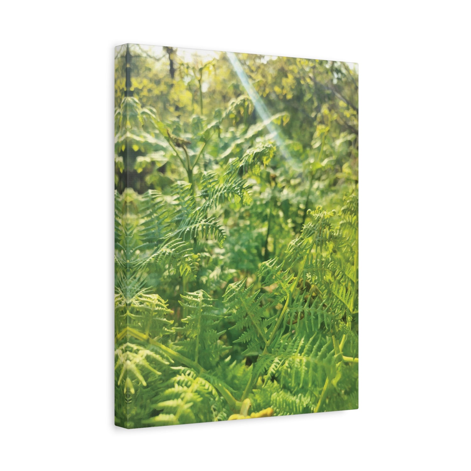 Stretched Matte Canvas - Felce Aquilina (Pteridium Aquilinum)