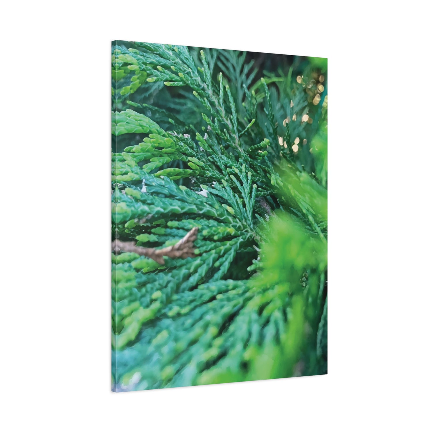 Stretched Matte Canvas - Thuja Plicata Branches