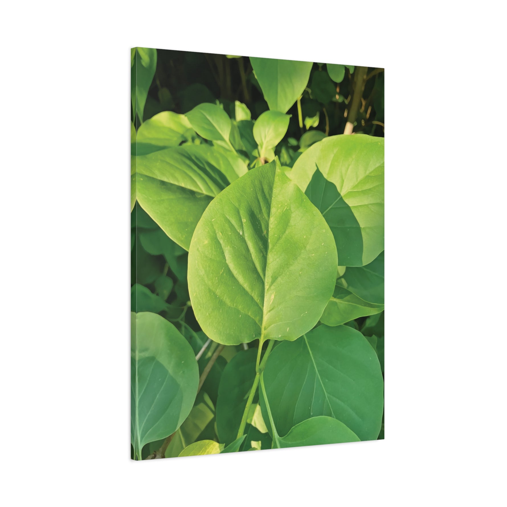 Stretched Matte Canvas - Syringa vulgaris Leaves