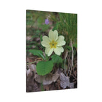 Stretched Matte Canvas - Flower of Primula