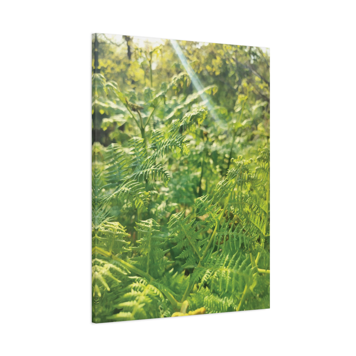 Stretched Matte Canvas - Felce Aquilina (Pteridium Aquilinum)