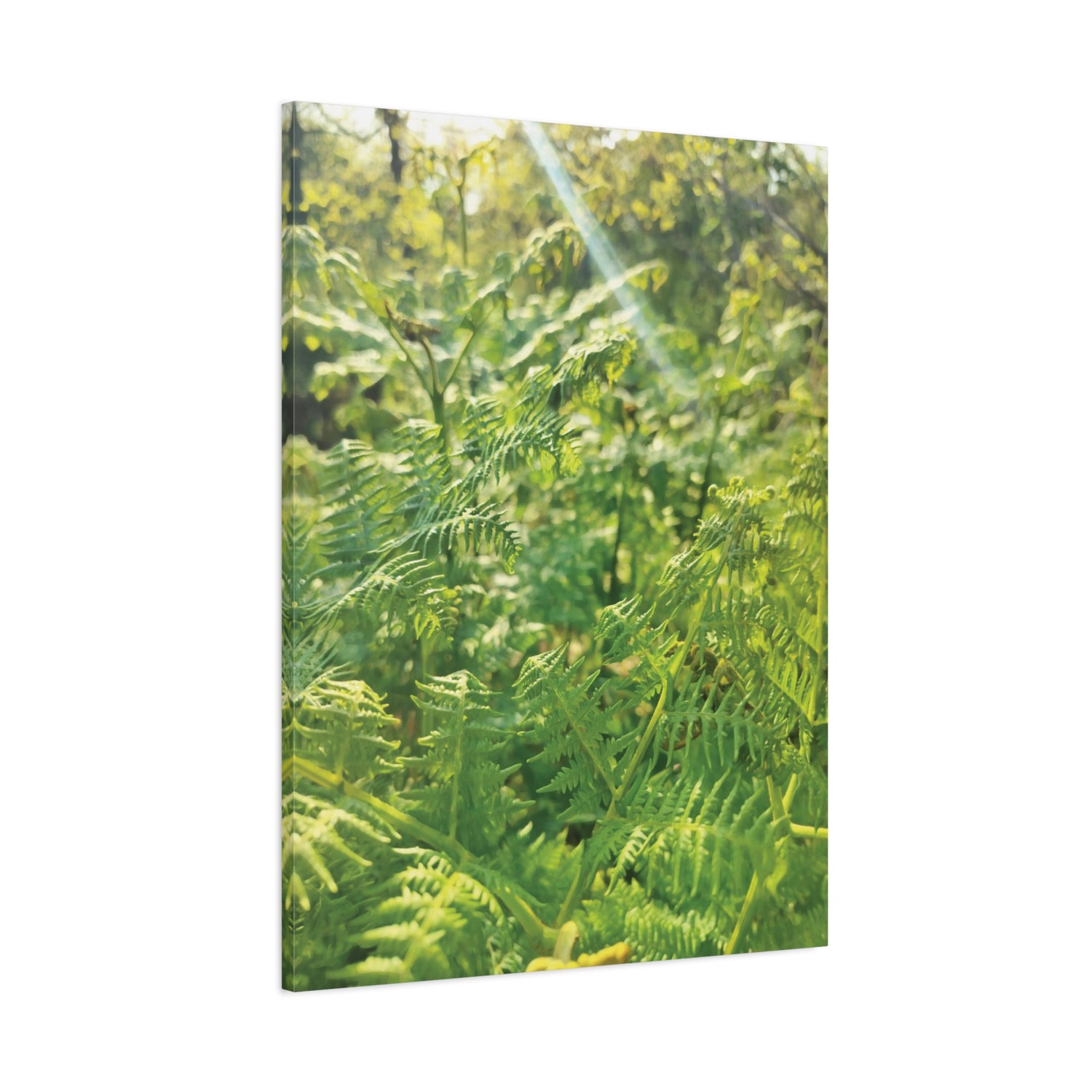 Stretched Matte Canvas - Felce Aquilina (Pteridium Aquilinum)