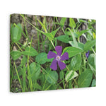 Stretched Matte Canvas - Flower of Vinca Major