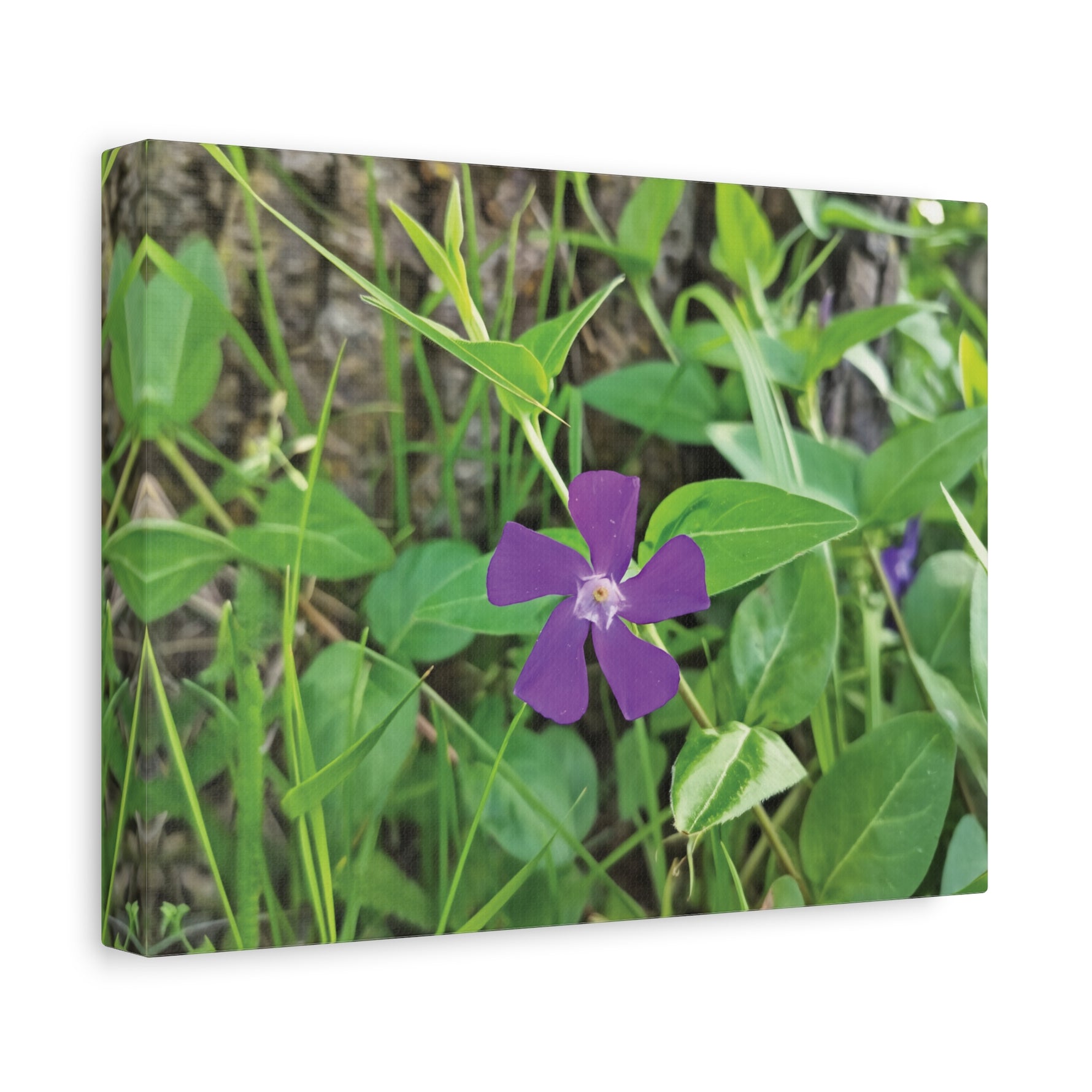 Stretched Matte Canvas - Flower of Vinca Major