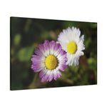 Stretched Matte Canvas - Flower of Daisies