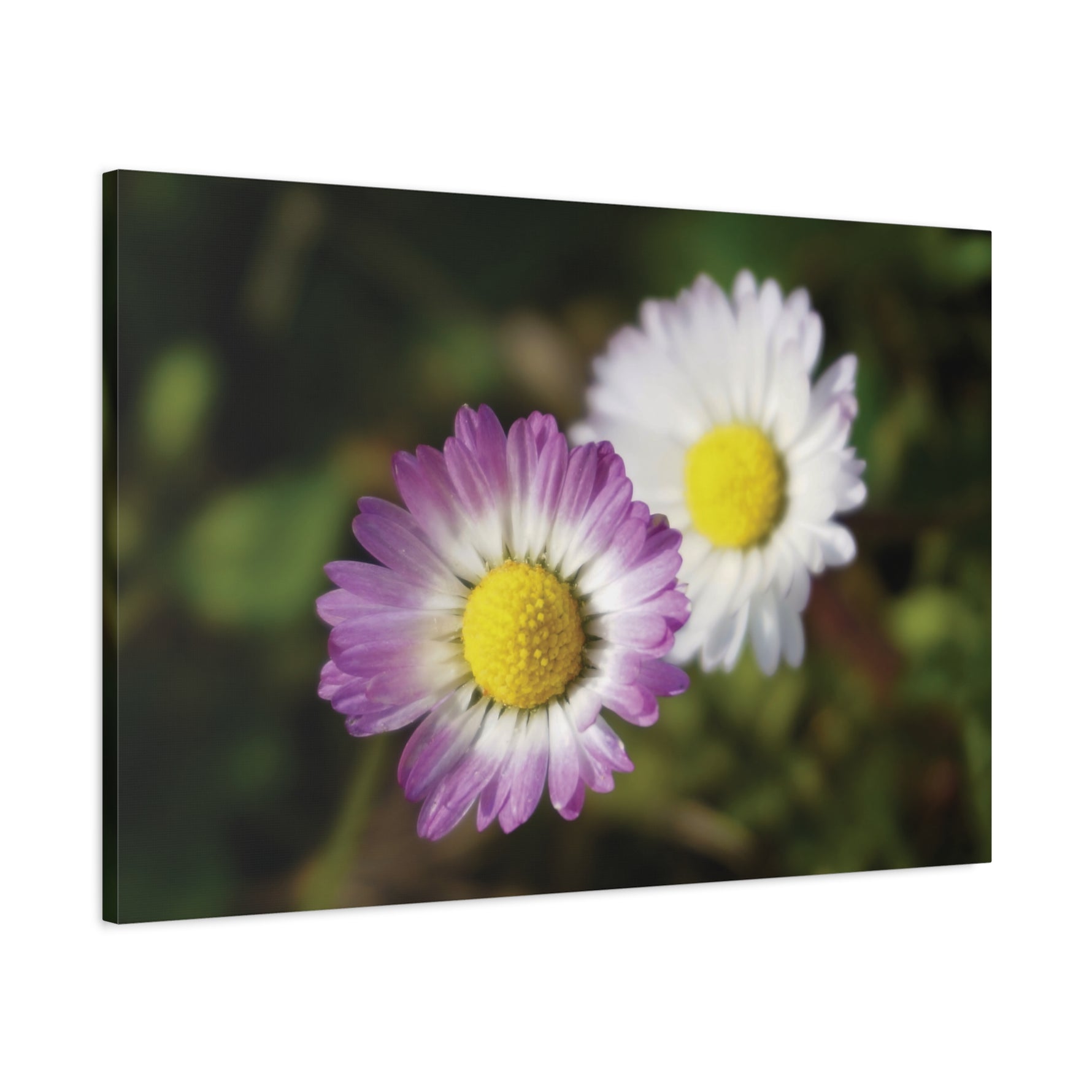 Stretched Matte Canvas - Flower of Daisies