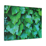 Stretched Matte Canvas - Hedera Helix Leaves