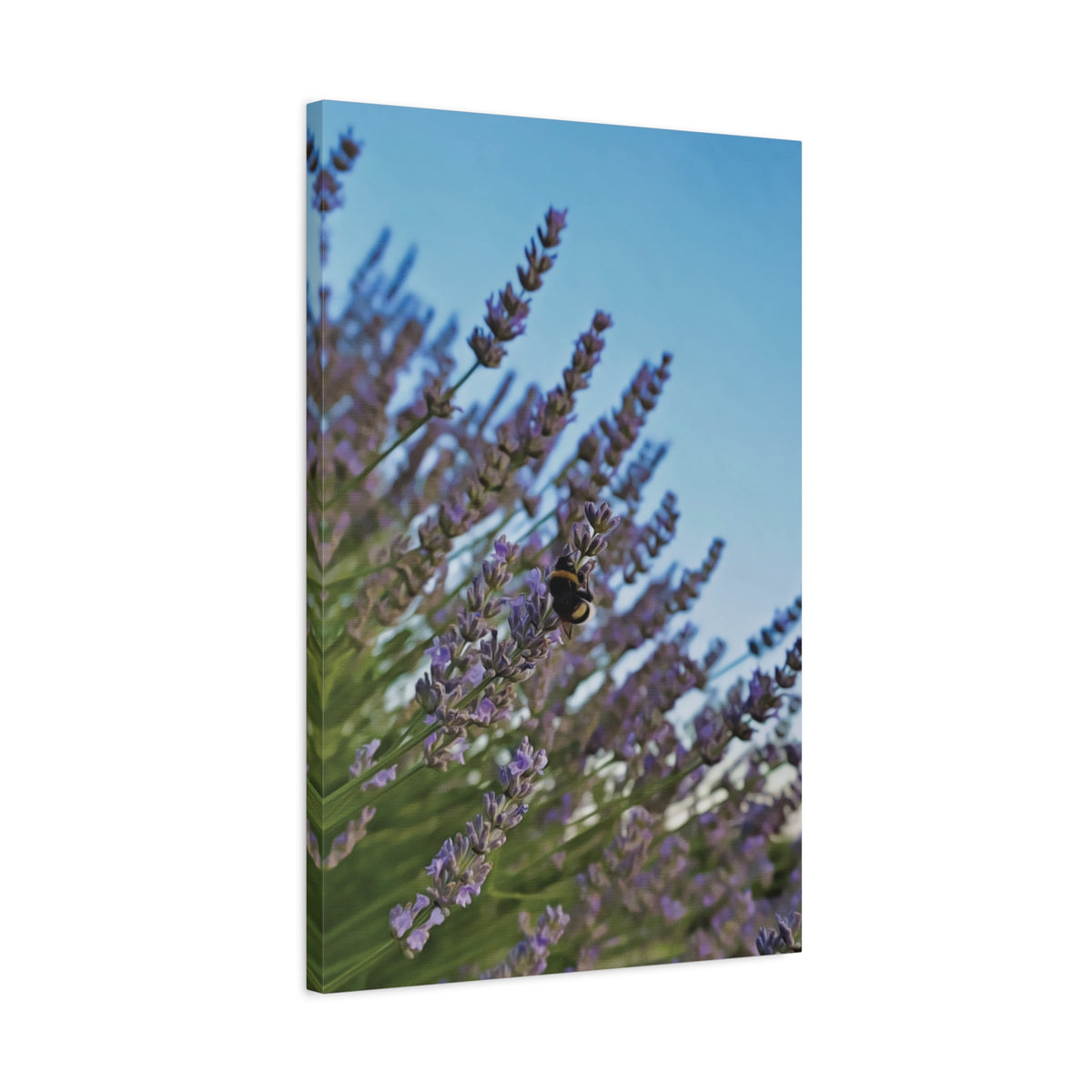 Stretched Matte Canvas - Flower of Lavender with Bombus Insect (Variant 1)