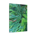 Stretched Matte Canvas - Thuja Plicata Branches