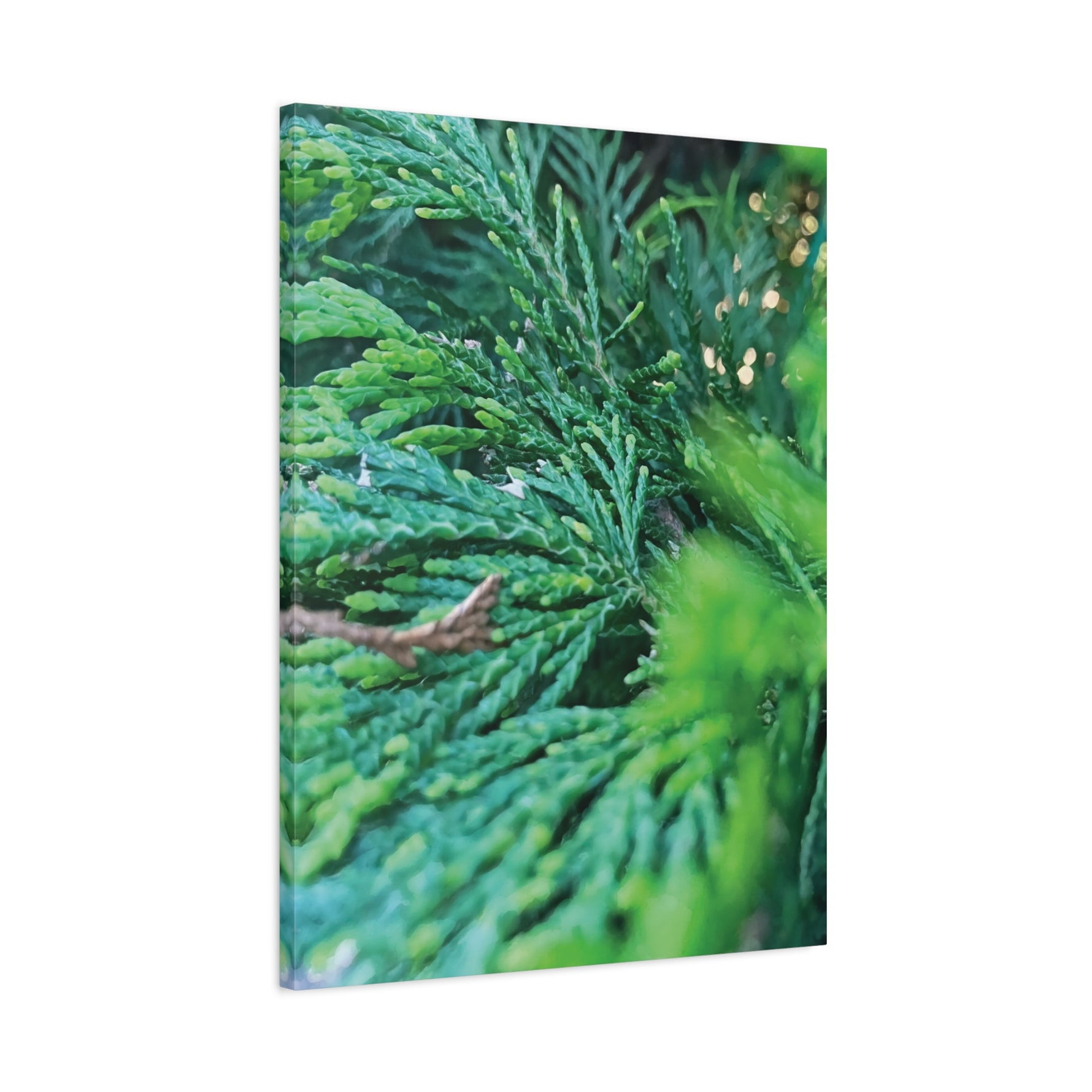 Stretched Matte Canvas - Thuja Plicata Branches