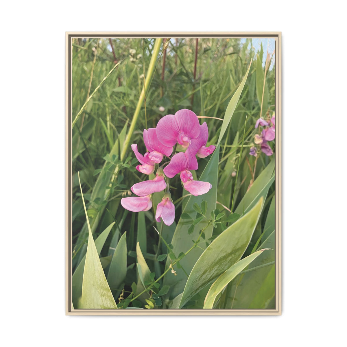 Lathyrus | Framed Canvas