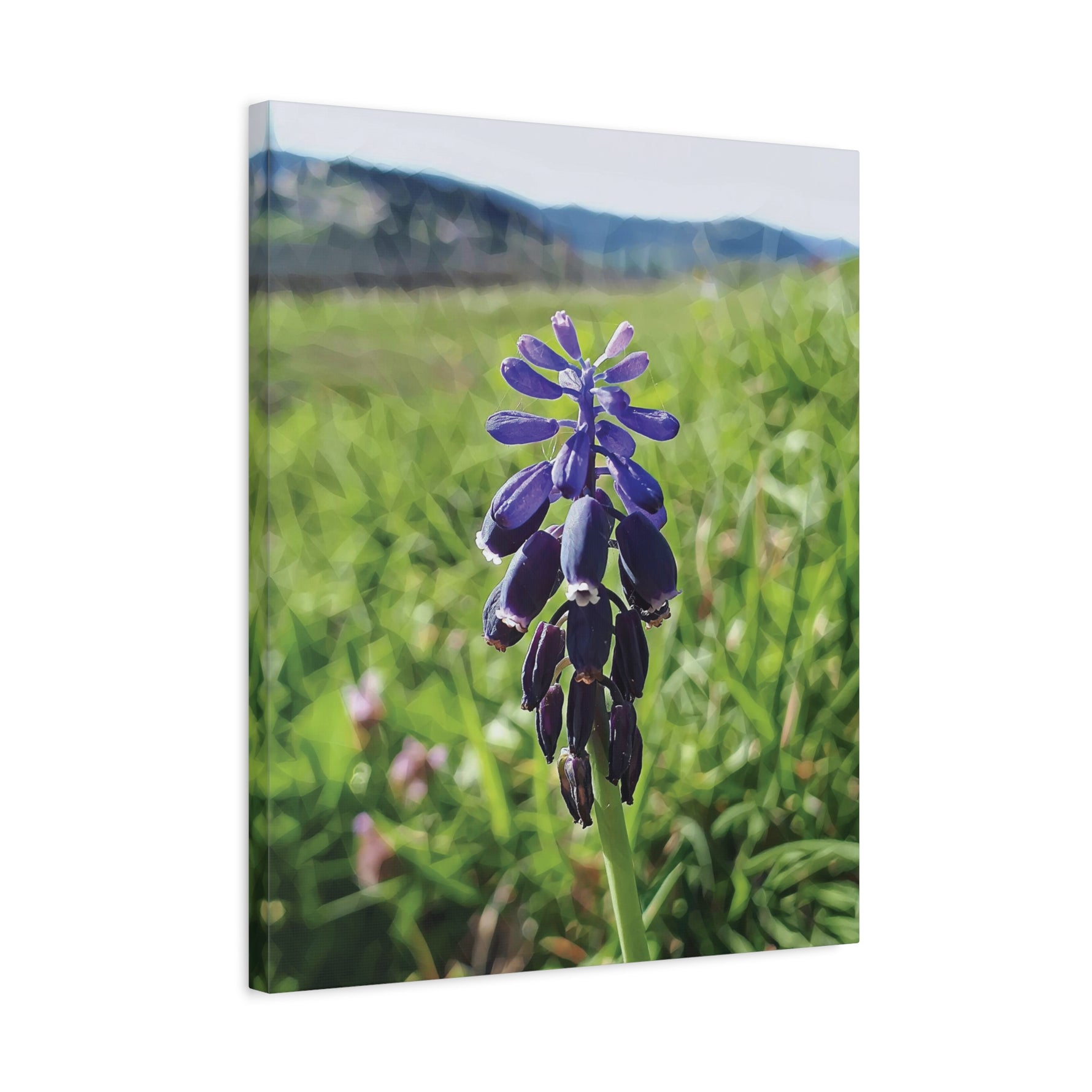 Stretched Matte Canvas - Poly Art - Flower of Muscari