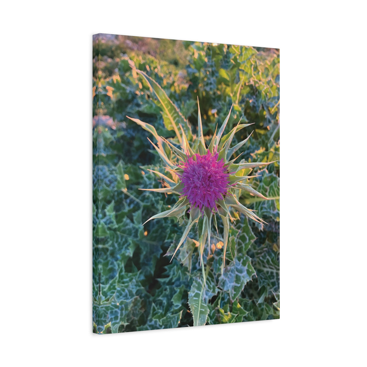 Stretched Matte Canvas - Flower of Silybum Marianum