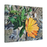 Stretched Matte Canvas - Poly Art - Flower of Calendula (Variant 2)