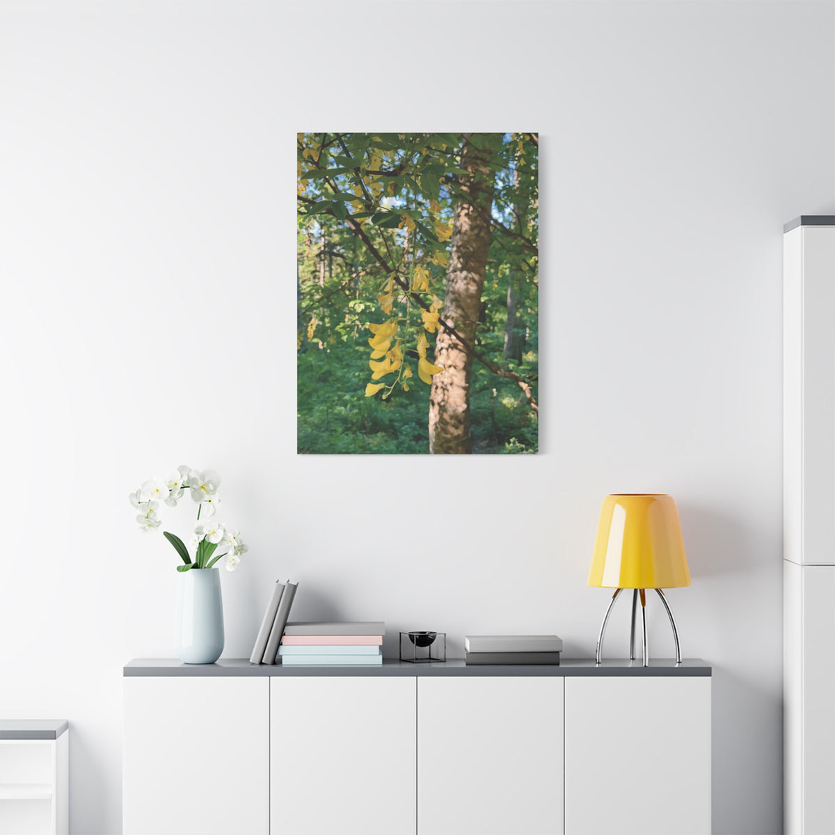 Stretched Matte Canvas - Tree of Laburnum Anagyroides