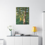 Stretched Matte Canvas - Tree of Laburnum Anagyroides
