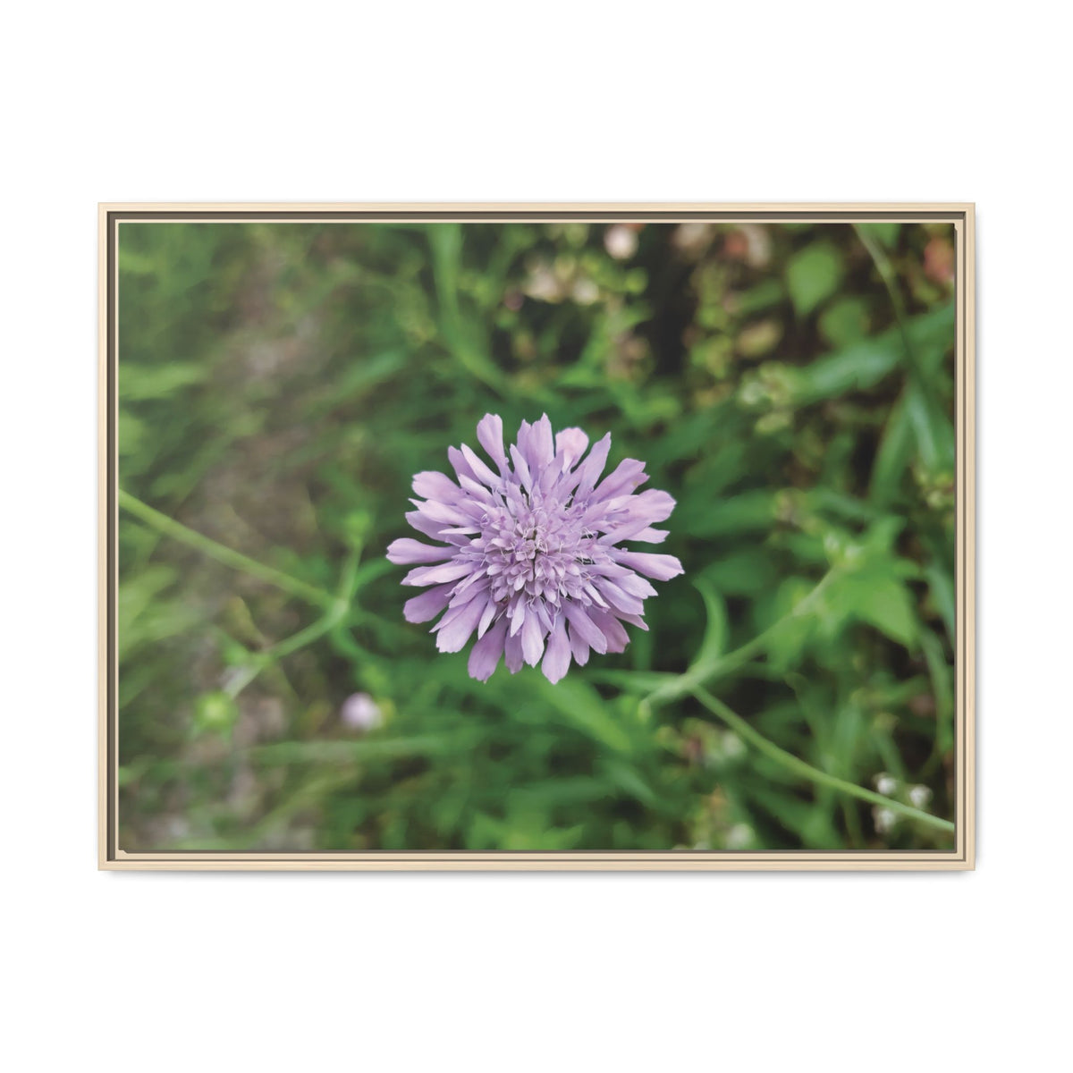 Knautia integrifolia (Ambretta annuale) | Framed Canvas