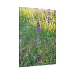 Stretched Matte Canvas - Flower of Salvia Verbenaca