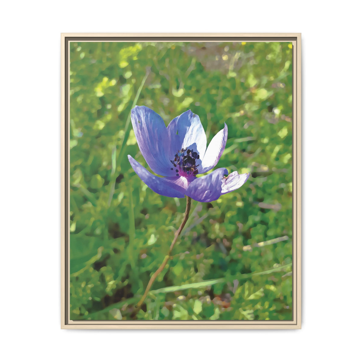 Anemone | Framed Canvas
