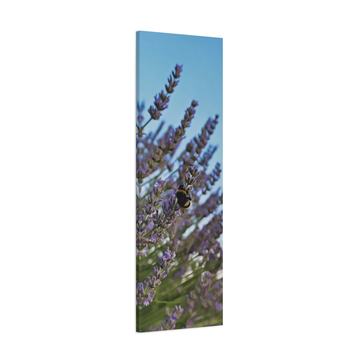 Stretched Matte Canvas - Flower of Lavender with Bombus Insect (Variant 1)