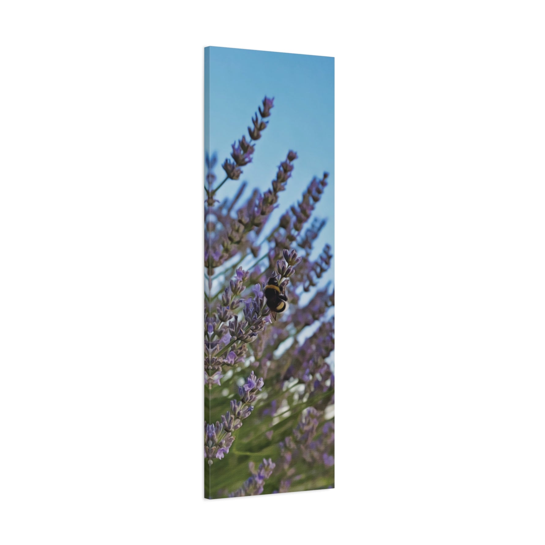 Stretched Matte Canvas - Flower of Lavender with Bombus Insect (Variant 1)