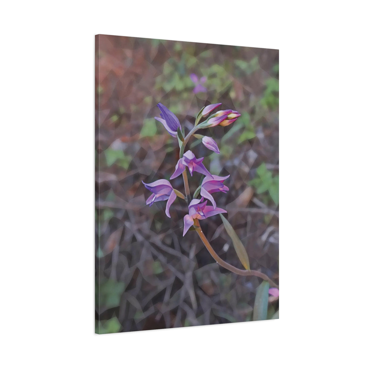 Stretched Matte Canvas - Poly Art - Flower of Cephalanthera Rubra