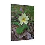 Stretched Matte Canvas - Flower of Primula