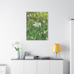 Stretched Matte Canvas - Flower of Luzula Nivea